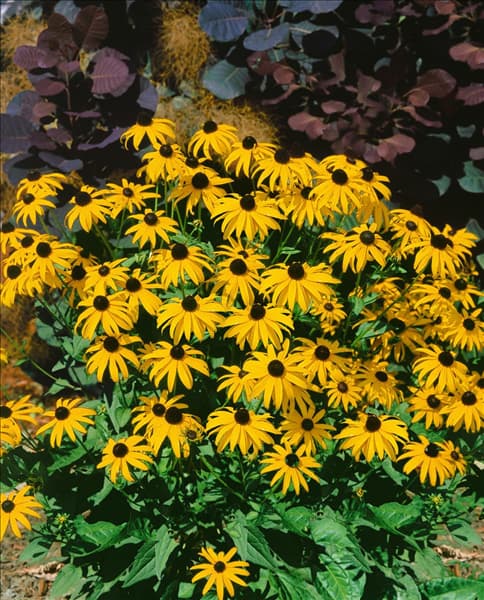 Rudbeckia fulgida Goldsturm