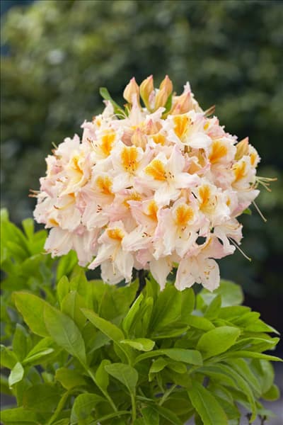 Rhododendron luteum Möwe