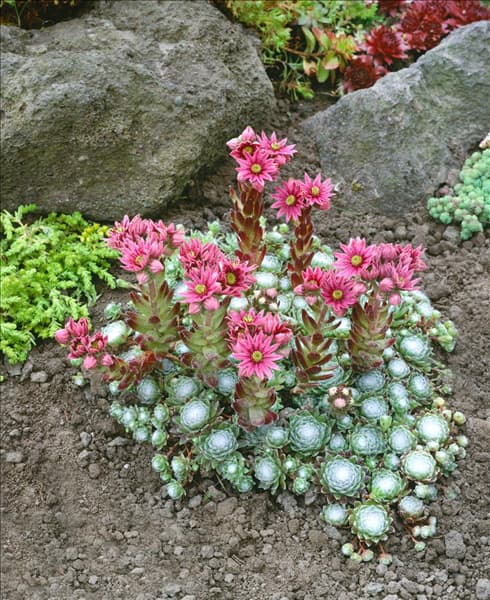 SEMPERVIVUM ARACHNOIDEUM