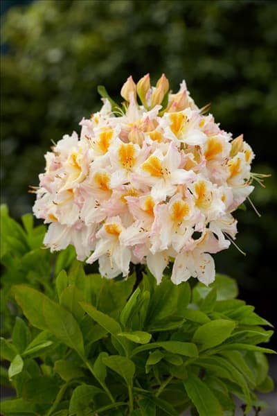 Rhododendron luteum Möwe
