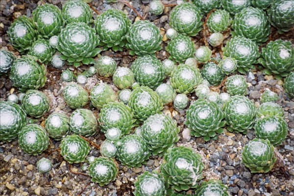 Sempervivum arachnoideum