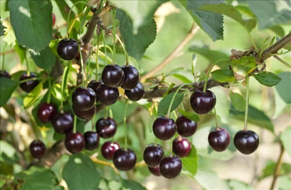 Prunus cerasus Morellenfeuer