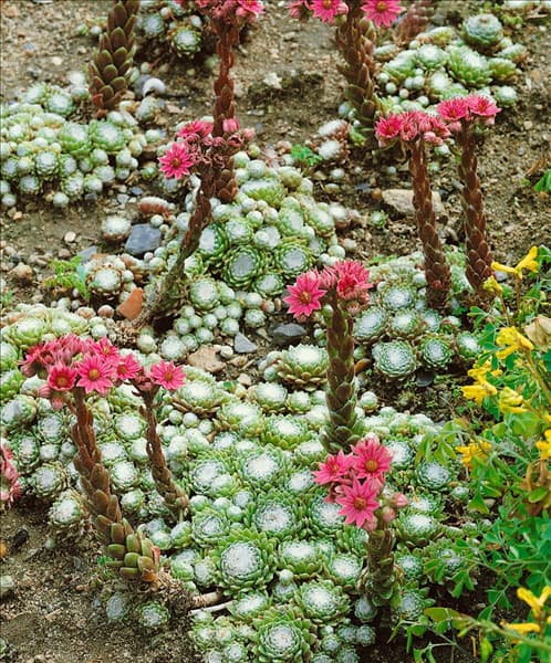 SEMPERVIVUM ARACHNOIDEUM