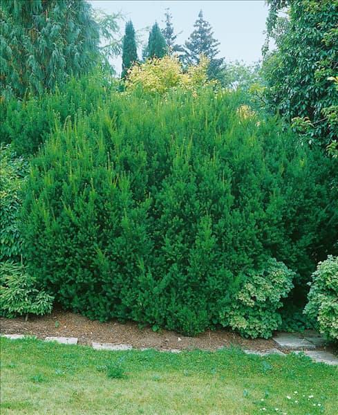 Taxus x media Hillii