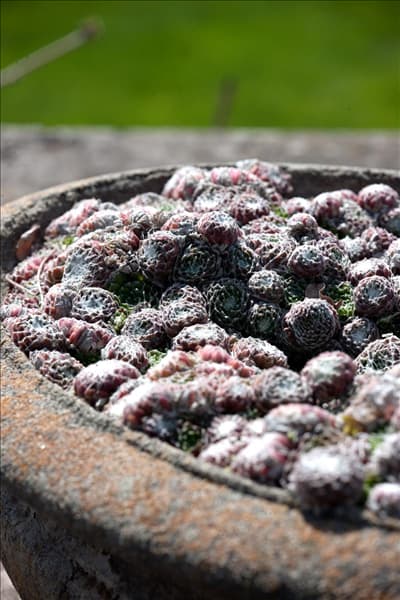 Sempervivum arachnoideum