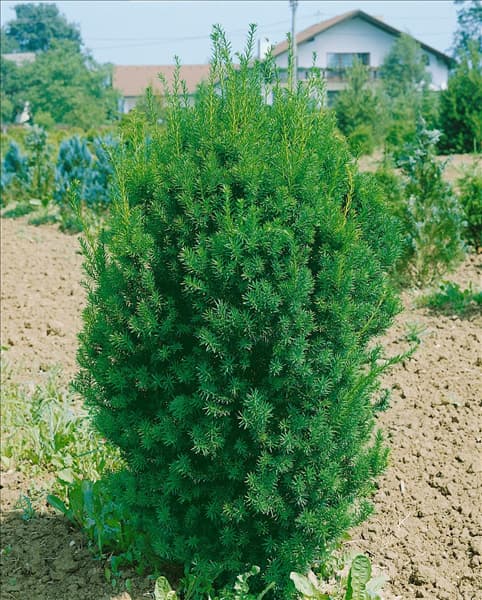Taxus x media Hillii