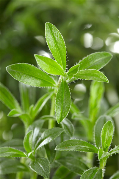 Satureja montana ssp. montana Bolero