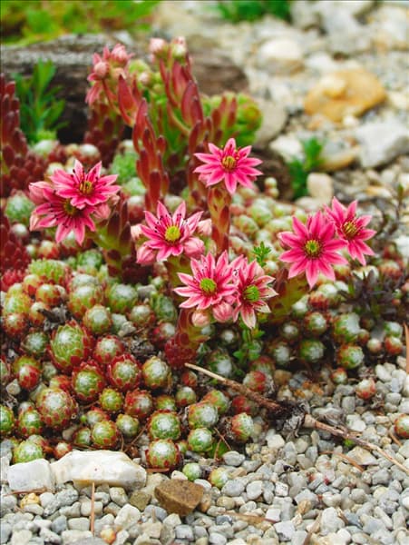 Sempervivum arachnoideum var. arachnoideum