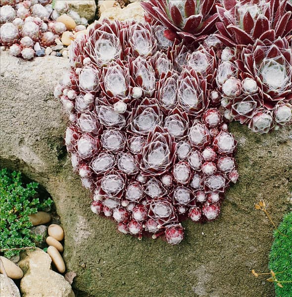 Sempervivum arachnoideum ssp. tomentosum