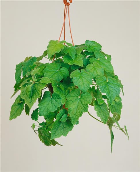 Tolmiea menziesii