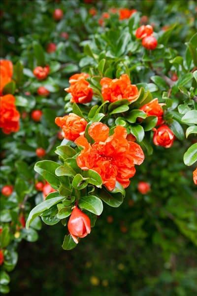 Punica granatum Pleniflora