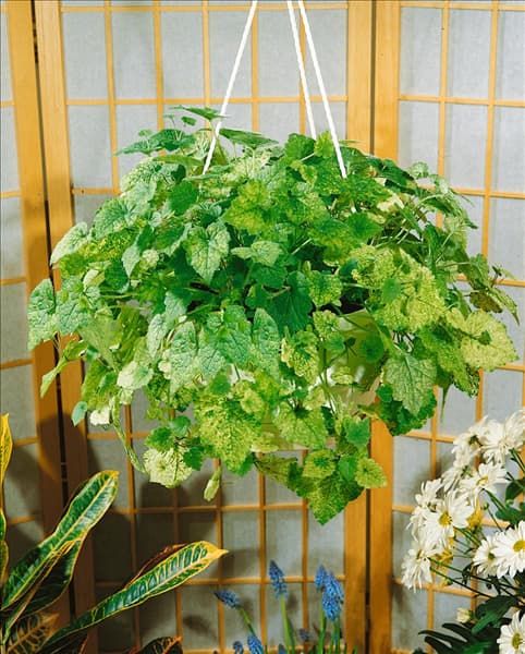 Tolmiea menziesii Variegata