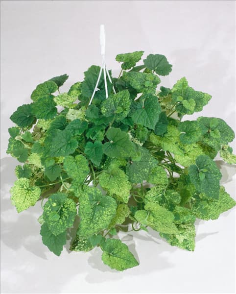 Tolmiea menziesii