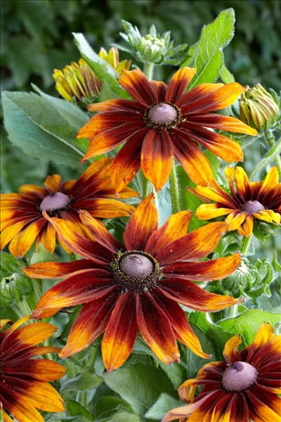 Rudbeckia hirta