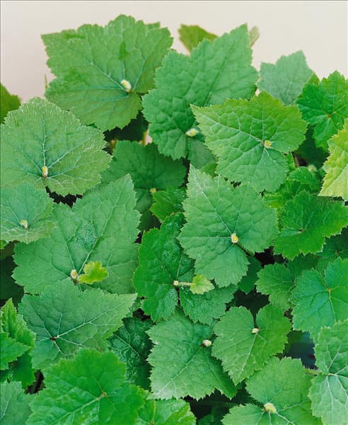 Tolmiea menziesii