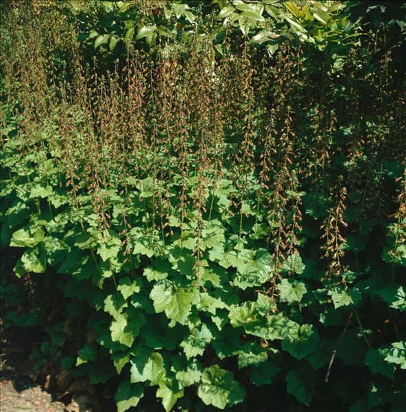 Tolmiea menziesii