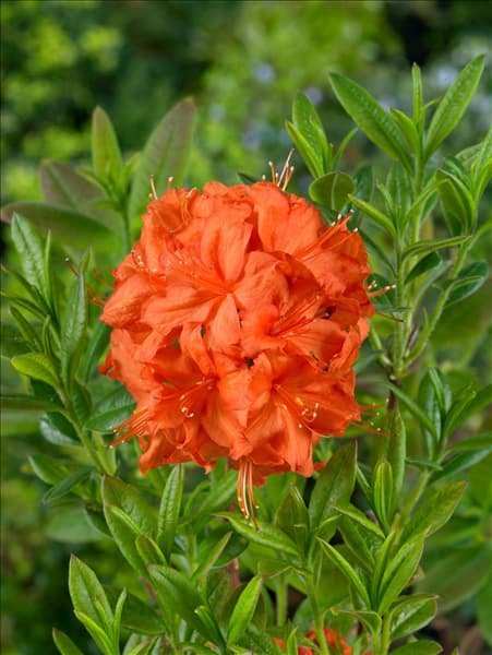Rhododendron calendulaceum Parkfeuer