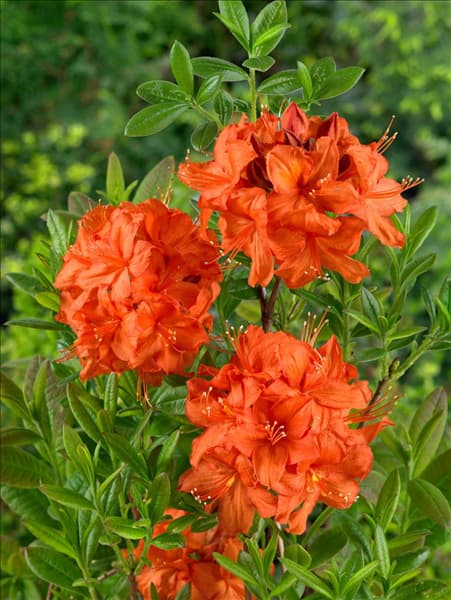Rhododendron calendulaceum Parkfeuer