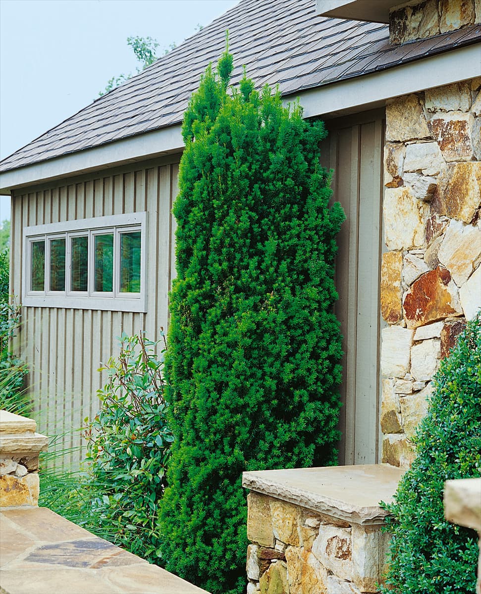 Taxus x media Viridis