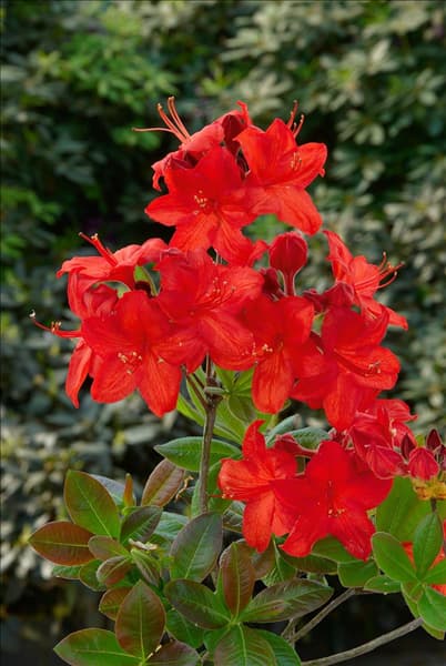 Rhododendron calendulaceum Parkfeuer