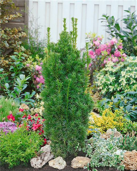 Taxus x media Viridis