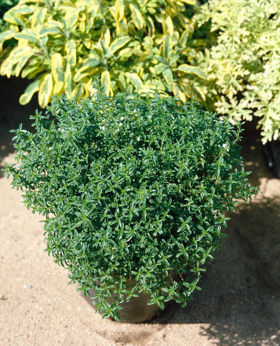 Satureja montana ssp. montana