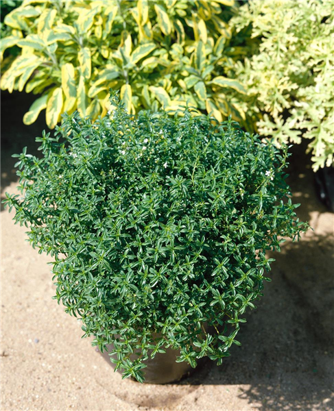 Satureja montana ssp. citriodora