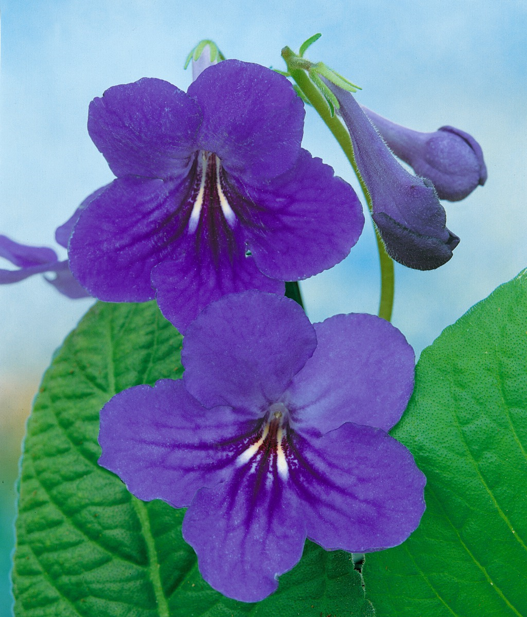 STREPTOCARPUS HYBRID