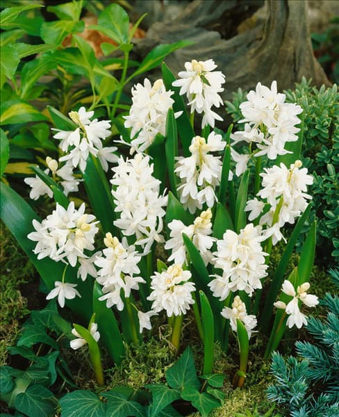 Puschkinia scilloides var. libanotica Alba