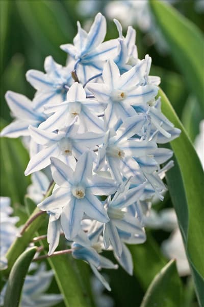 Puschkinia libanotica