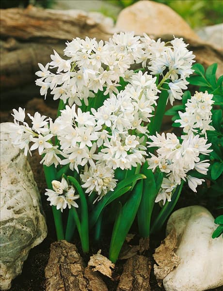 PUSCHKINIA LIBANOTICA ALBA