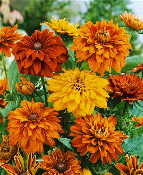 Rudbeckia hirta Cherokee Sunset mixed