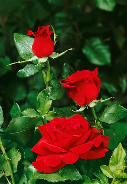 Rosa Hybrid Tea Etoile de Hollande