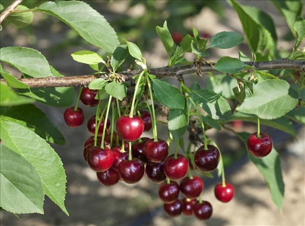 Prunus cerasus Schattenmorelle