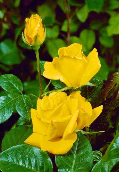Rosa Hybrid Tea Quebec