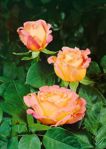 Rosa Hybrid Tea Tahiti
