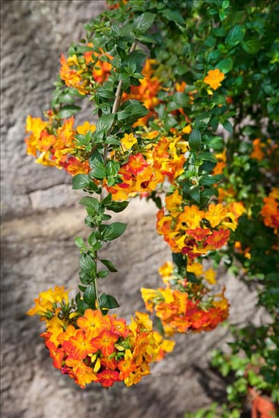 Streptosolen jamesonii