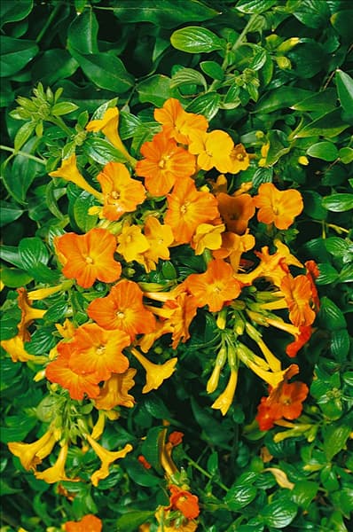 STREPTOSOLEN JAMESONII