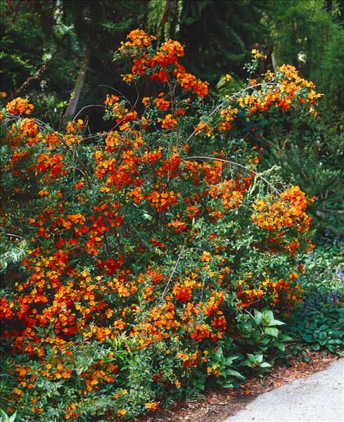 STREPTOSOLEN JAMESONII ORANGE