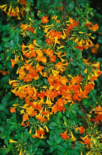 STREPTOSOLEN JAMESONII
