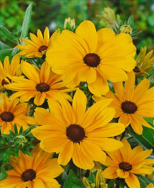 Rudbeckia hirta Indian Summer