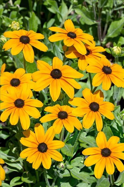 Rudbeckia hirta Indian Summer