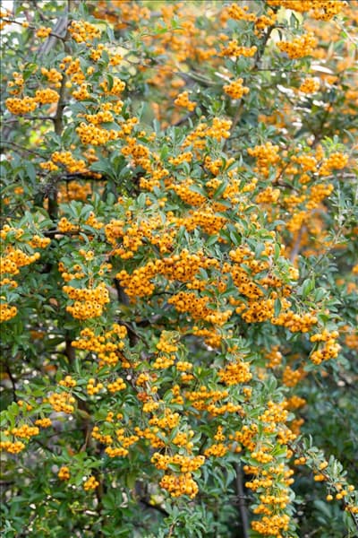 Pyracantha coccinea