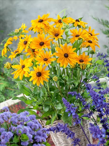 Rudbeckia hirta Indian Summer