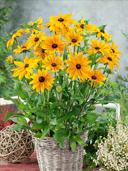 Rudbeckia hirta Indian Summer