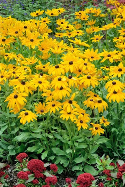 Rudbeckia hirta Indian Summer