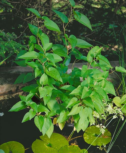 Saururus cernuus