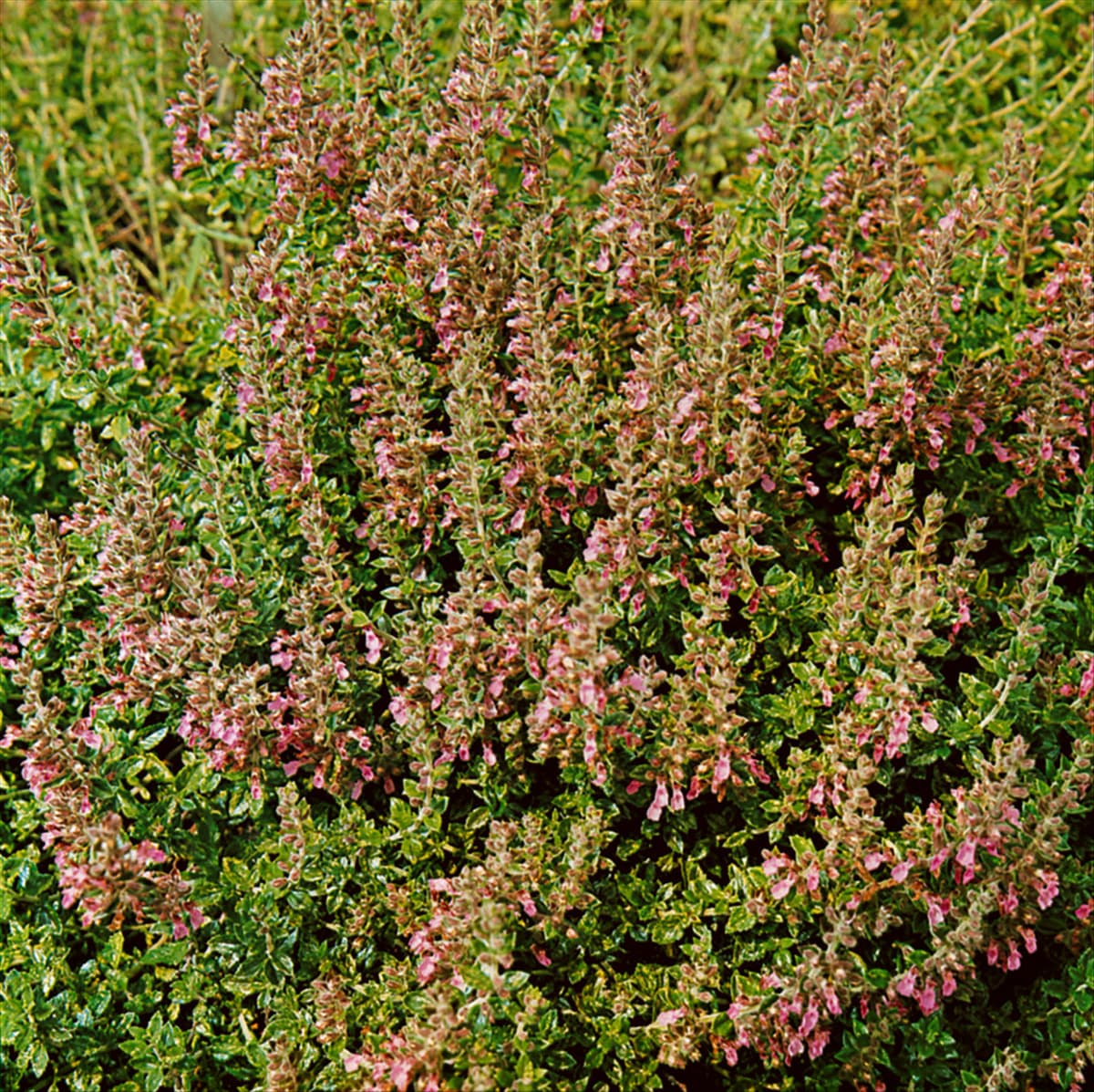 Teucrium chamaedrys