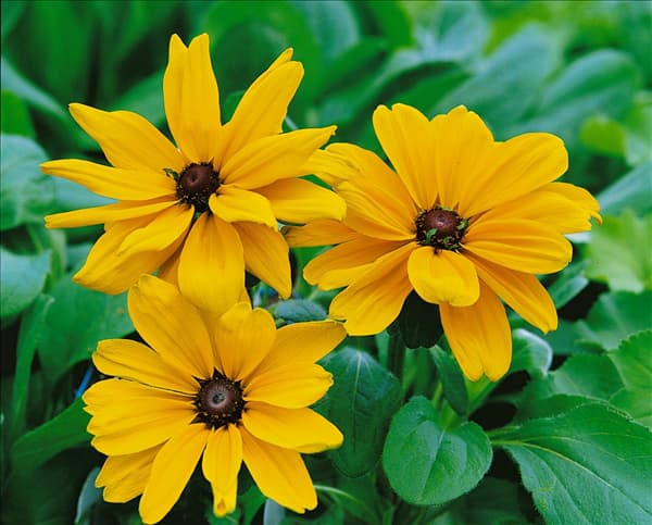 RUDBECKIA hirta Indian Summer