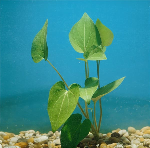 Saururus cernuus